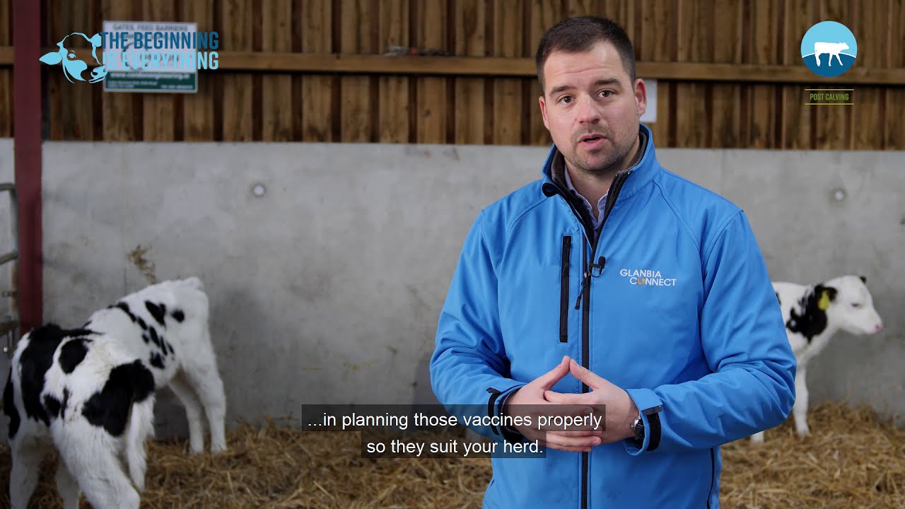 Calf Vaccines