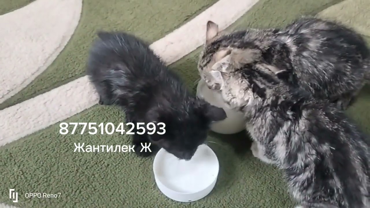 Котята #cat #домашниеживотные #животные #котики 