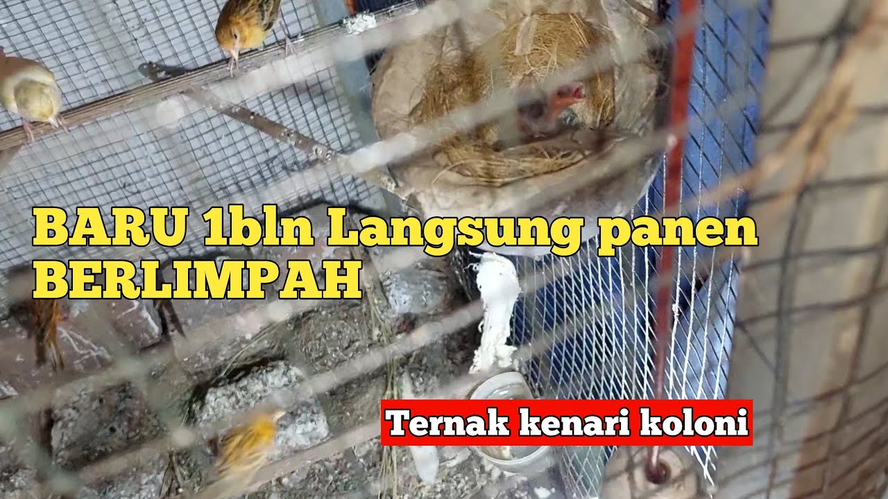 Ternak kenari simpel kandang koloni hasil berlimpah pakan irit #ternakkenari #kenari #kenarigacor