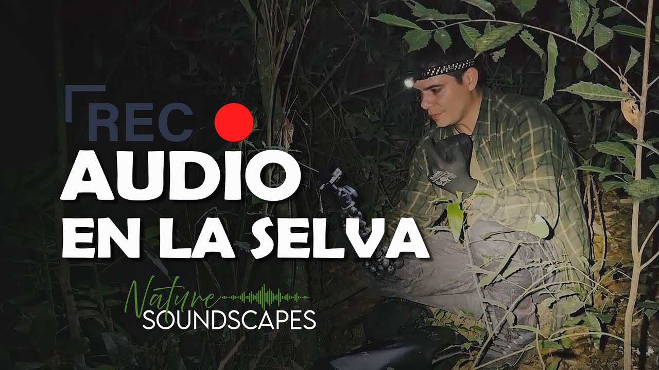 ¿Cómo grabo los paisajes sonoros en la selva? - Grabación de sonidos de naturaleza en alta calidad
