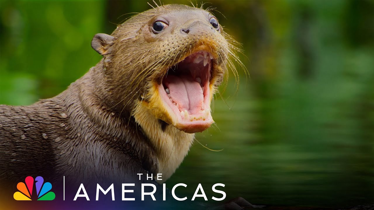 Tom Hanks Narrates About an Adorable Baby Otter Enjoying the Catch of the Day | The Americas | NBC