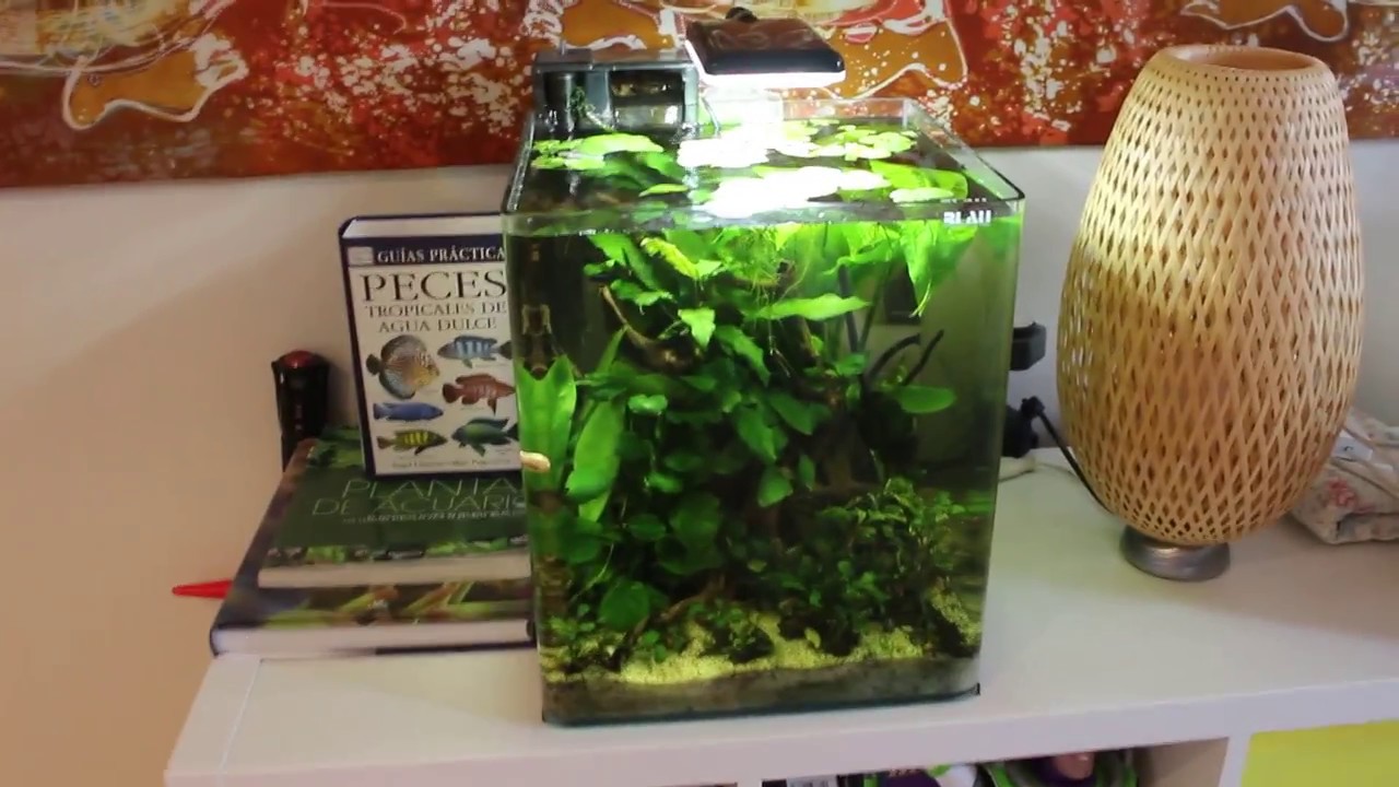 Acuario plantado desde cero: pautas para iniciarse