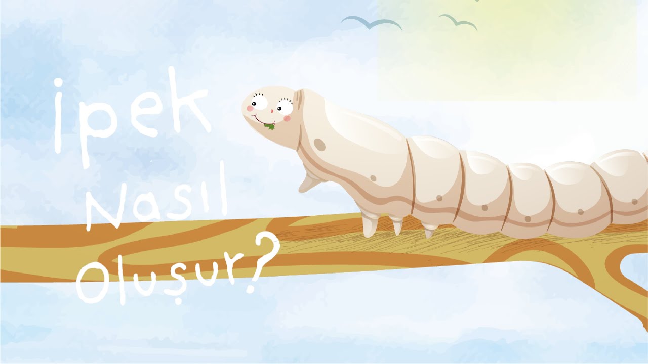 İpek Nasıl Oluşur? - Oluşum Hikâyeleri - Okul Öncesi Eğitim