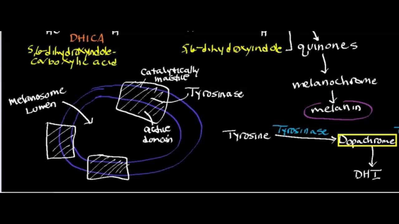 Melanin Physiology: Conversion of Dopachrome to Dihdroxyindole
