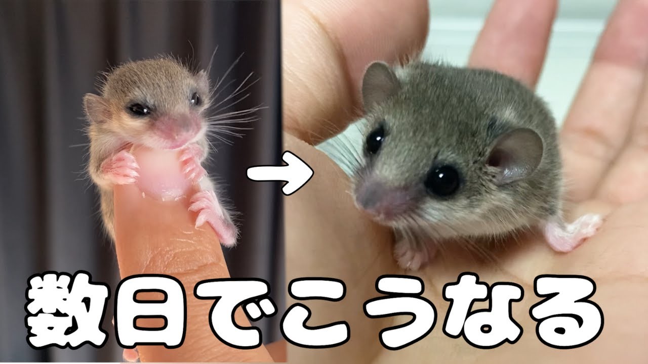 【アフリカヤマネ】赤ちゃんヤマネの成長が早すぎて衝撃でした…ww【ハムスターみたいなやつ】