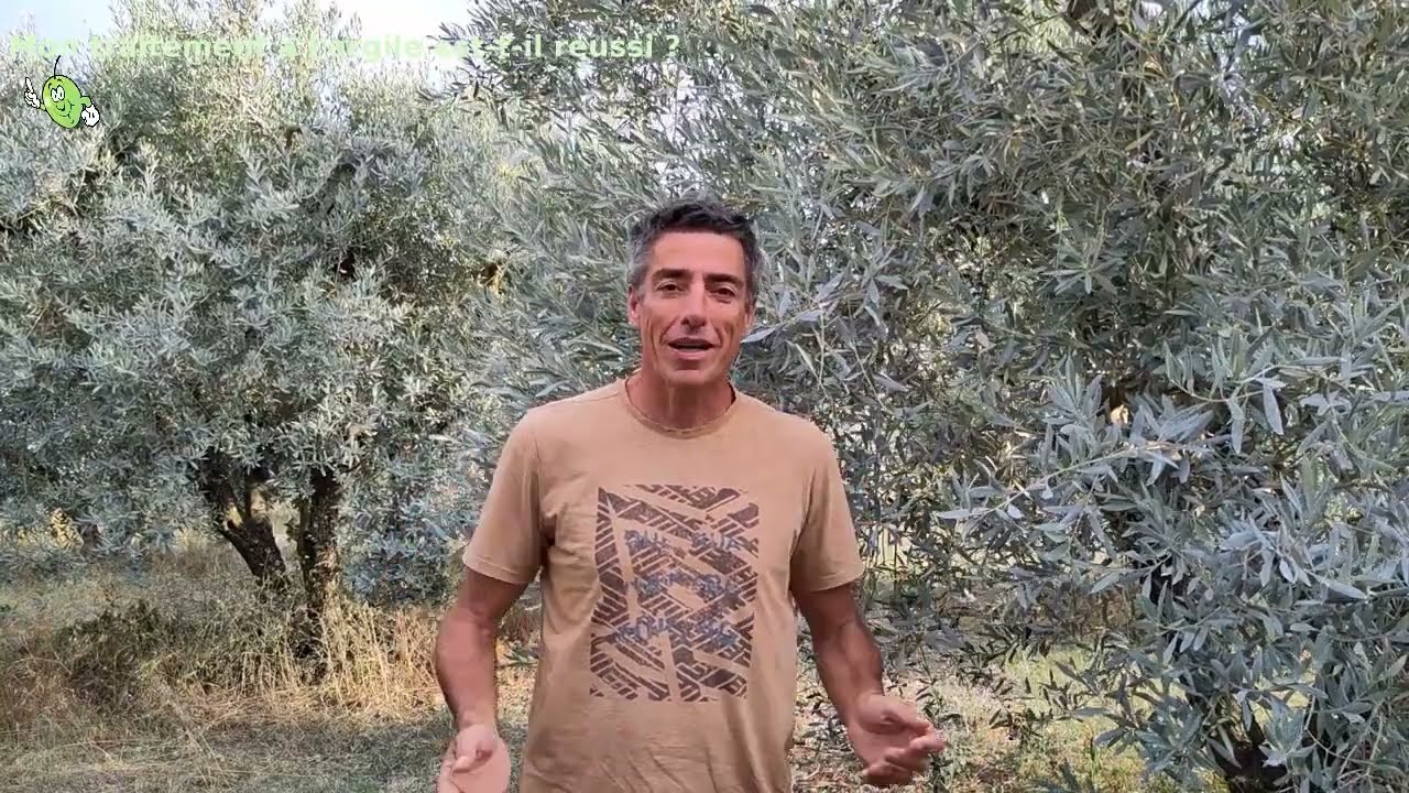 Lutte contre la mouche de l'olive : évaluer la qualité du traitement à l'argile