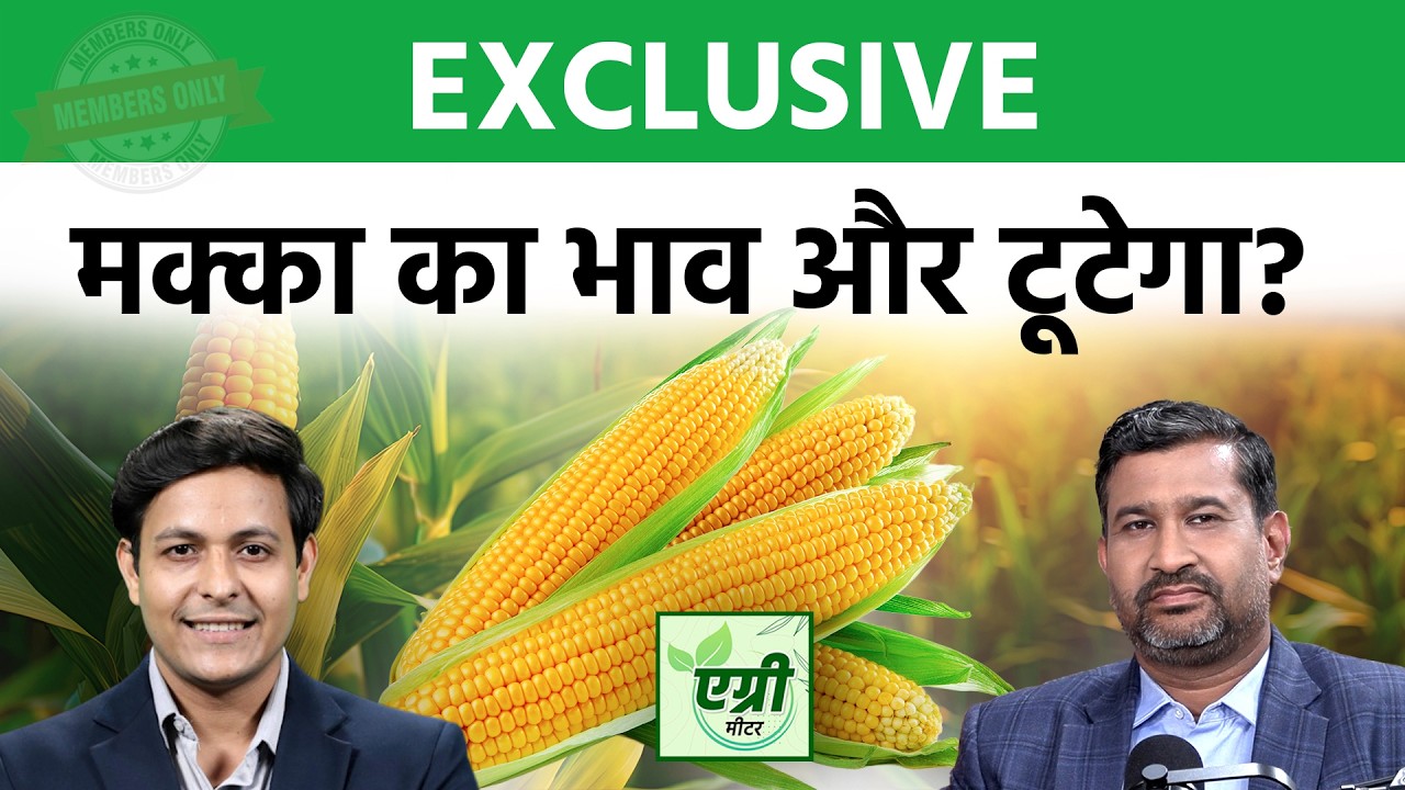 Agri Commodity : Maize Price Outlook: मक्का में खरीदारी का मौका या अभी रुक जाएं? Commodity Market