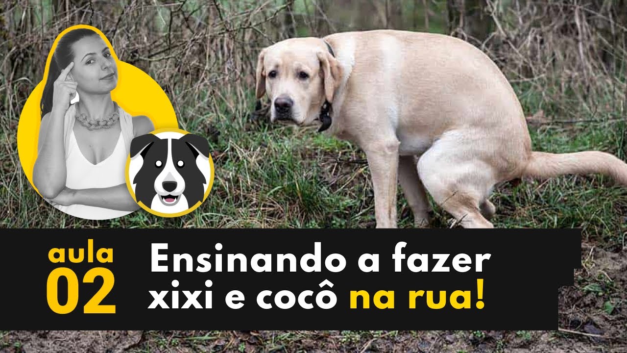 XIXI E COCÔ NA RUA! - COMO ENSINAR O CACHORRO A FAZER SUAS NECESSIDADES FORA DE CASA