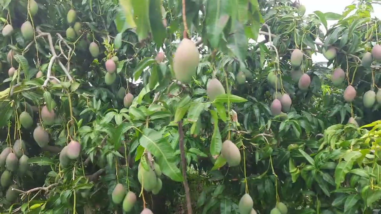 Manga cv Palmer, pós limpeza de fruto ( toalete)