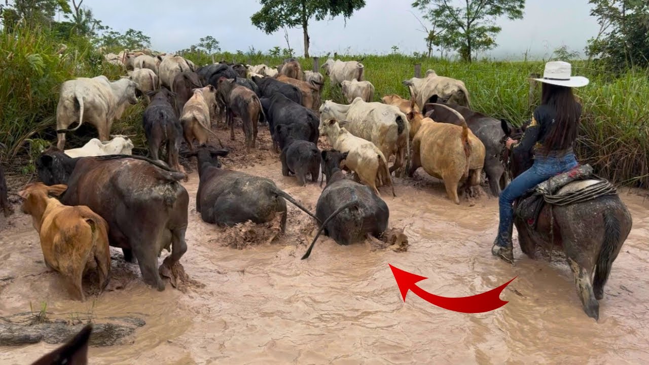 TRAVESSIA DO GADO NO ATOLEIRO😰 MAIS DE 600 CABE&Ccedil;AS DE GADO PARA INSEMINA&Ccedil;&Atilde;O