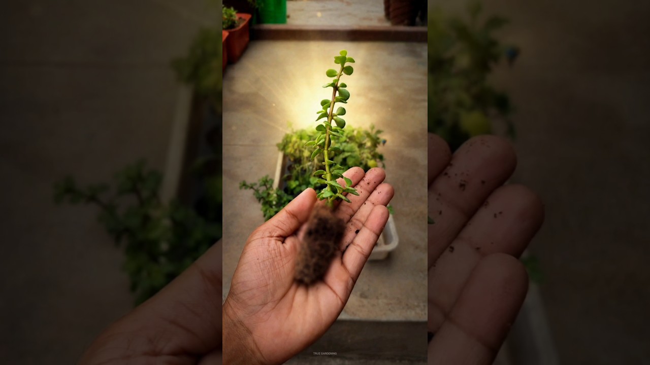 Jade Plant Cutting Results After 19 Days! 😱 #jade #jadeplant #gardeningtips