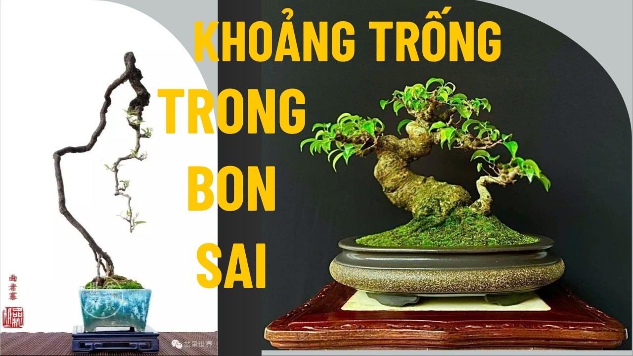Nghệ Thuật Lưu Bạch Trong Bonsai – Khi Khoảng Trống Tạo Nên Vẻ Đẹp#bonsaivietnam #bonsaivănnhân