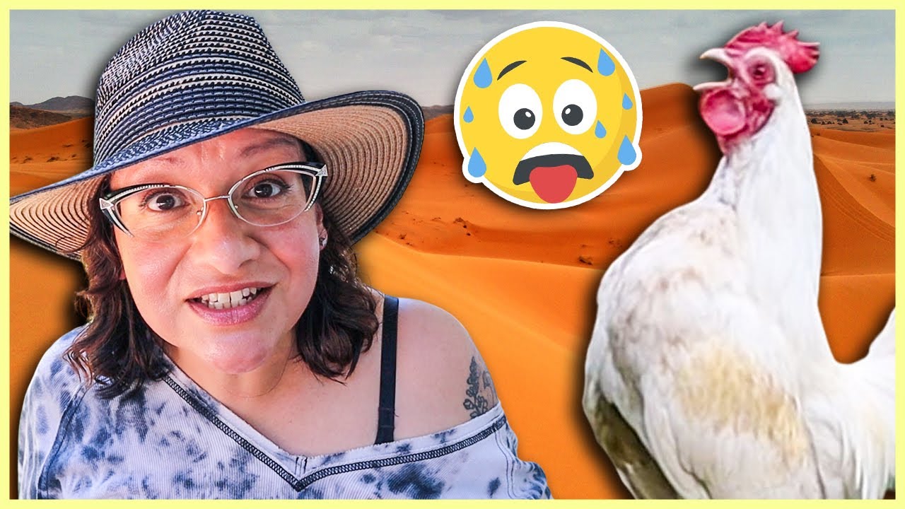 Chickens too Dang HOT? Build Them a Redneck AC! (No Electricity Needed)
