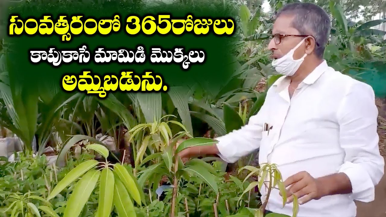 365రోజులు కాపు కాసే మామిడి అమ్మబడును Mango,Guava,Jamun,Sapota Hybrid Varieties Plants For Sale