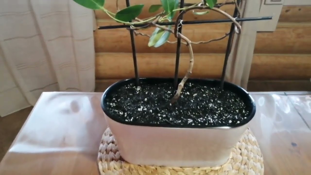 Стефанотис! Мадагаскарский жасмин! Благородная классика! Веерная пересадка! Уход!