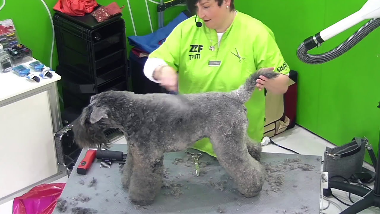 Schervorführung: Kerry Blue Terrier - Schneidetechnik