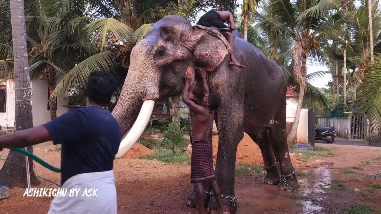 വേമ്പനാട് അനന്തപത്മനാഭന്റെ കുളികാണാം ❤️      കൂടെ സാരഥി മാരും......വൈക്കം വെച്ചൂരിൽ നിന്നുള്ള ദൃശ്യം