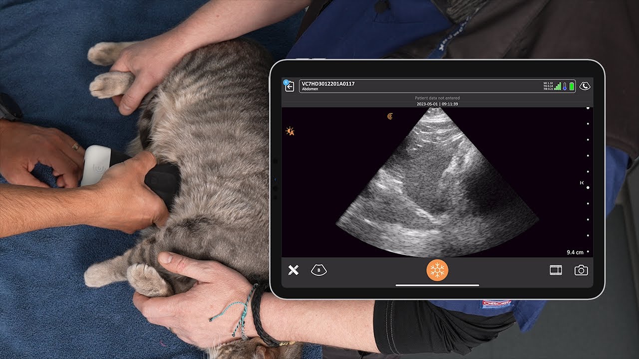 Кошачий 5-точечный брюшной POCUS
