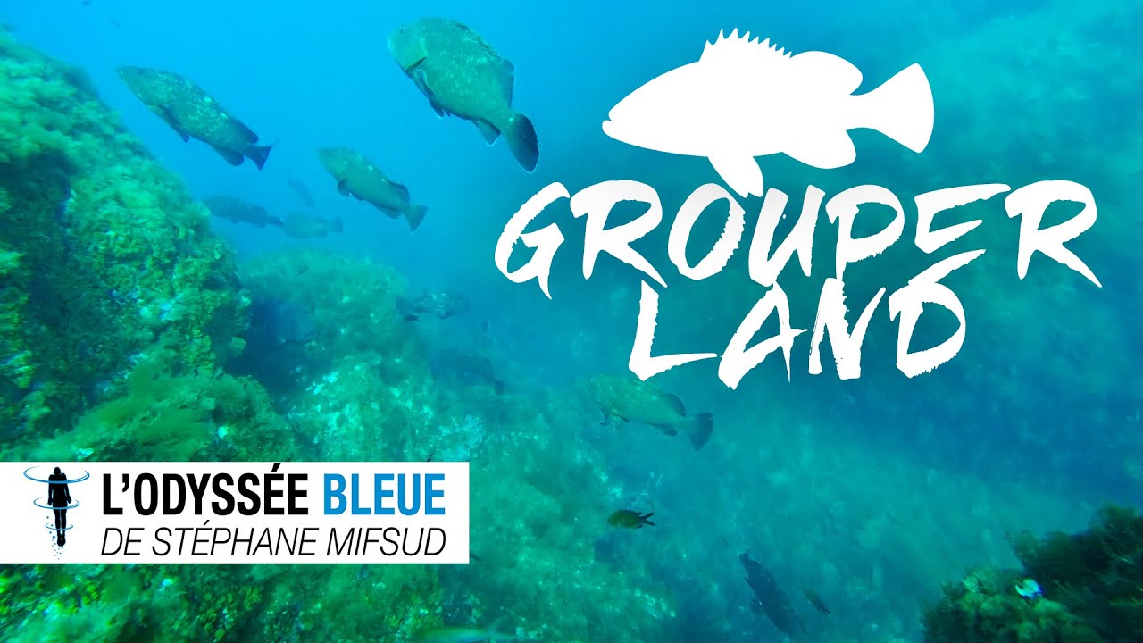 Vous voulez voir des Mérous ?  //  Want to see groupers ?