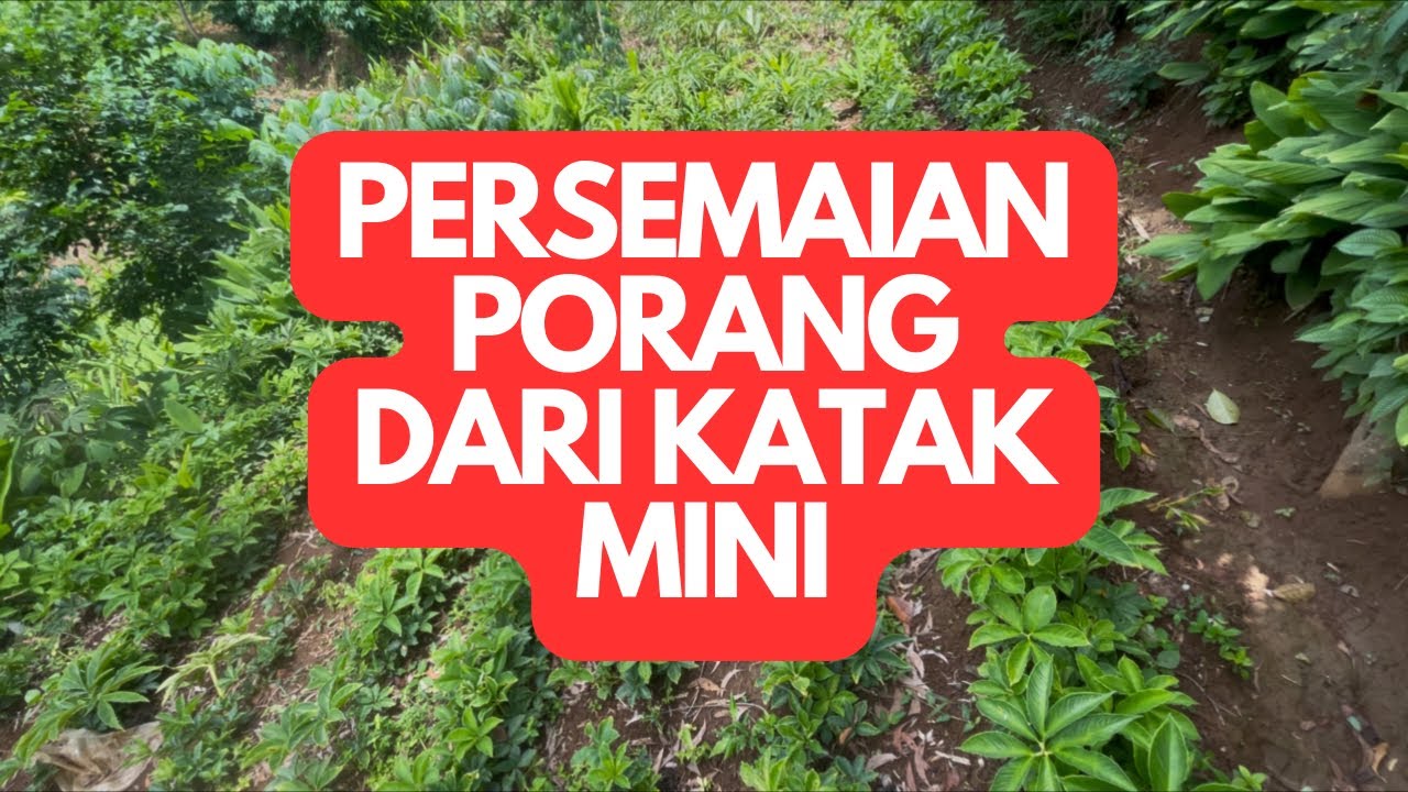 Tanaman porang dari katak seukuran biji jagung