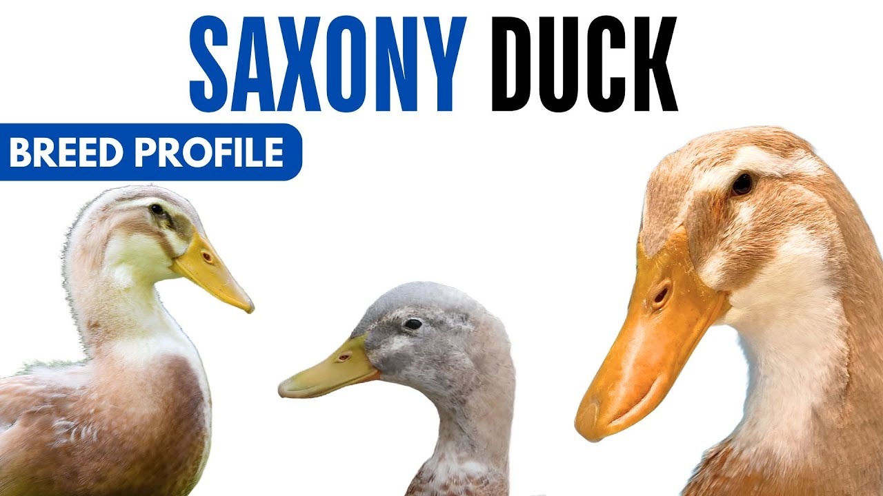 Saxony Duck Breed Profile History Health Issues - Saxony Duck Egg Ratio Lifespan