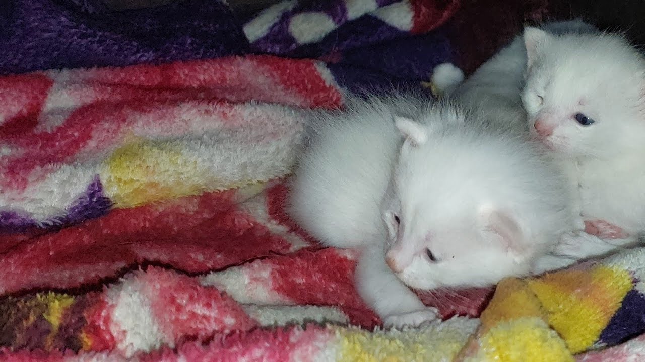 poor Kittens Meowing Loudly calling their mother