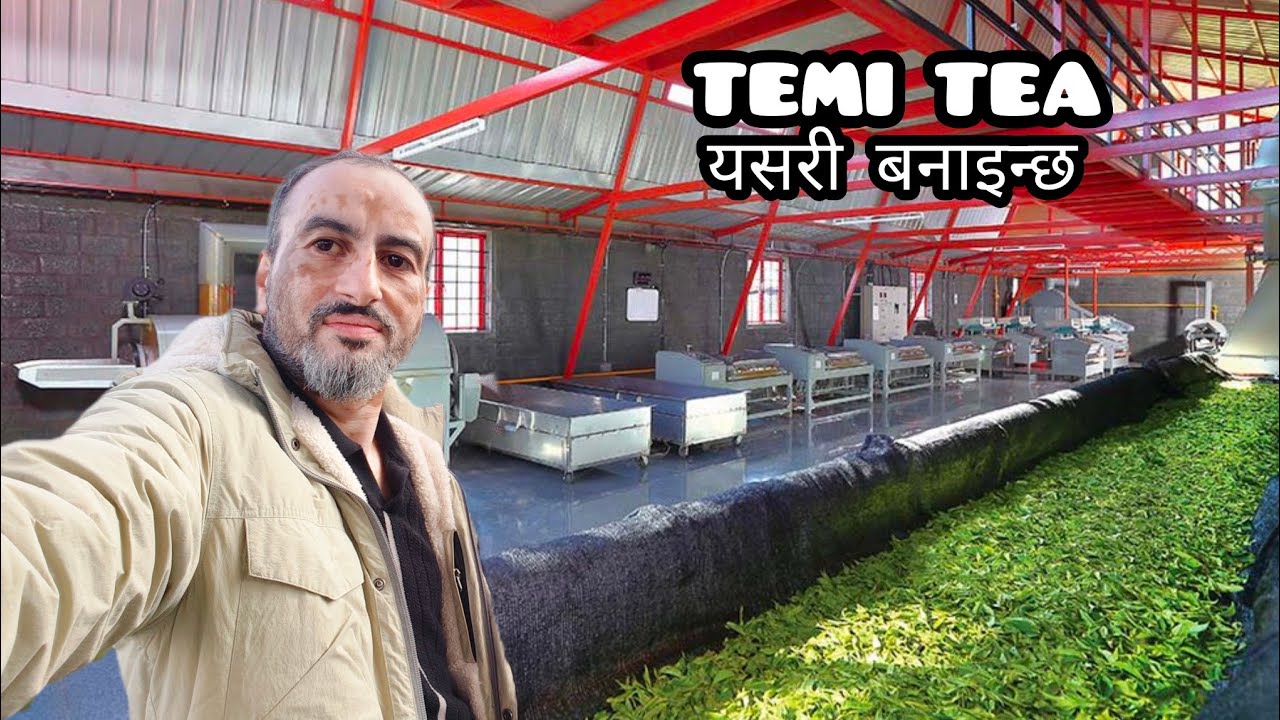 TEMI TEA यसरी बनाइन्छ #lmsikkim