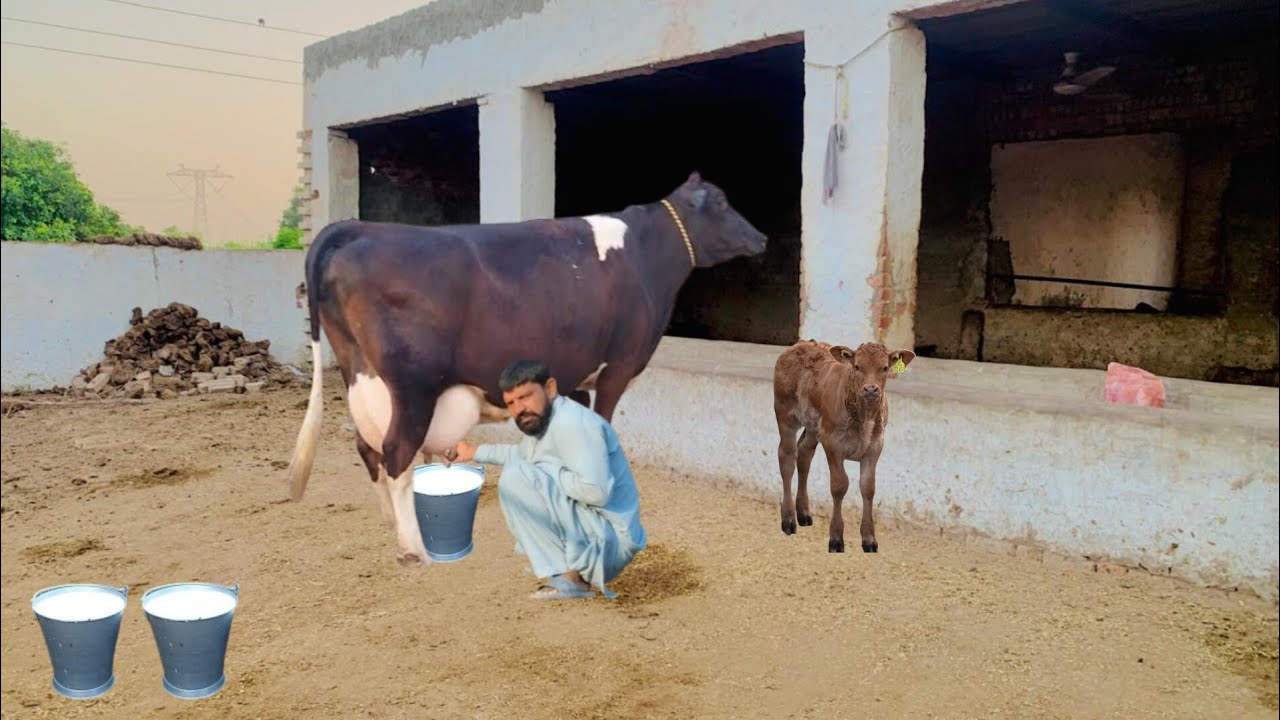 Cholistani girlendo cross cow | cholistani Friesian cross cow | cholistani jersey cross cow 