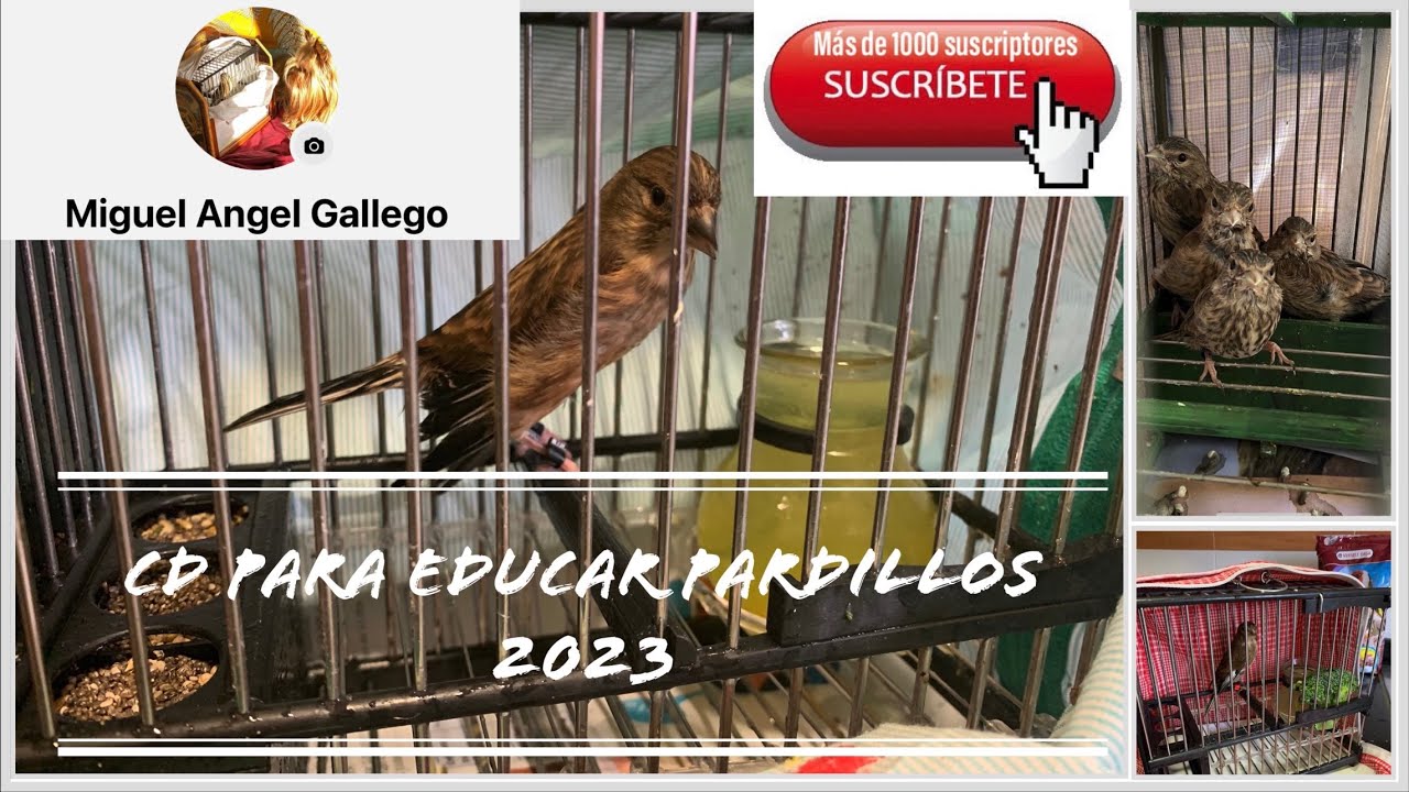 CD PARDILLO @MAGALLEGO 1010 SUSCRIPTORES