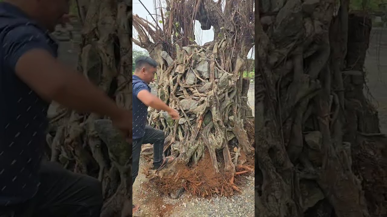 C&acirc;y Si &Ocirc;m Đ&aacute; | G&atilde; Đầu Bạc - Vua T&ugrave;ng
