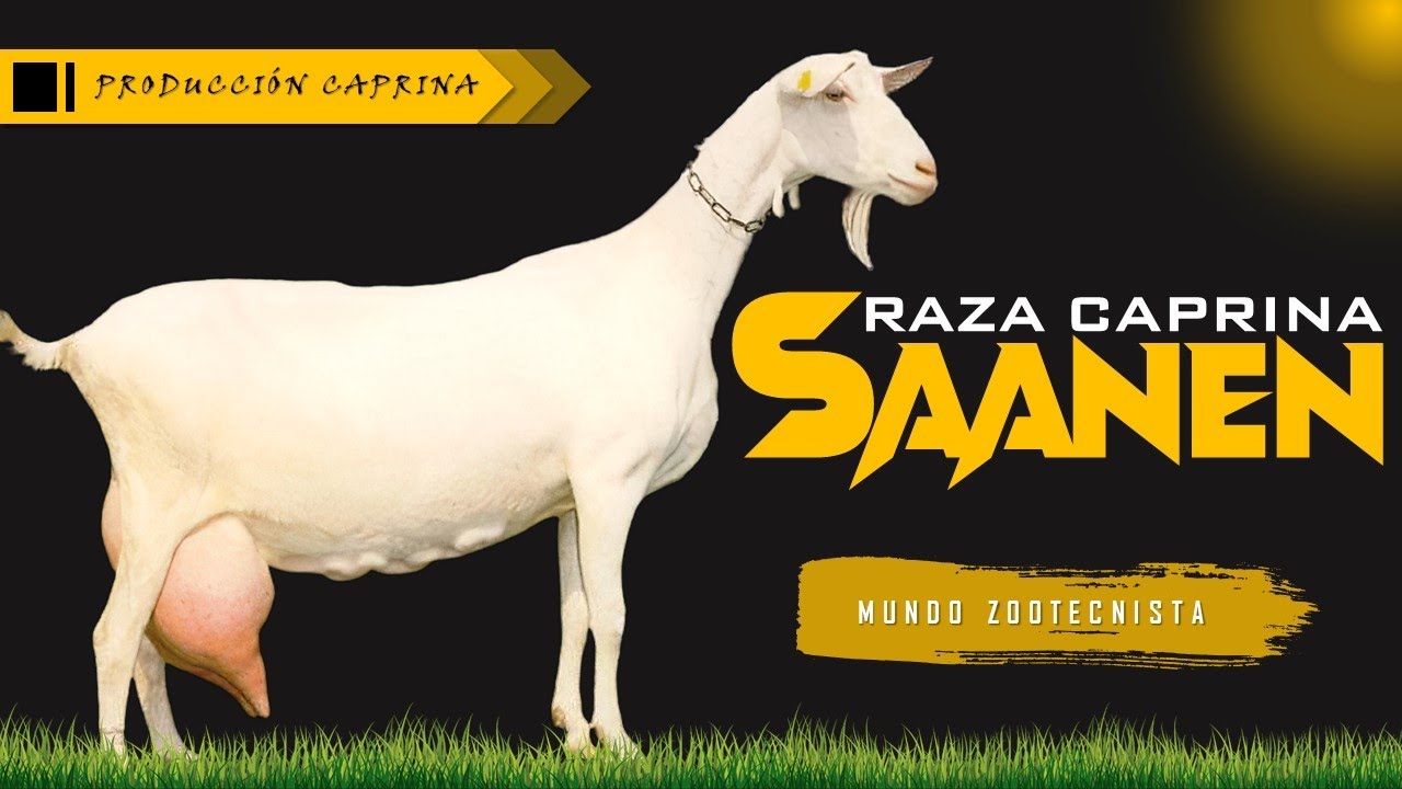 ✅ Raza Caprina SAANEN 🐐