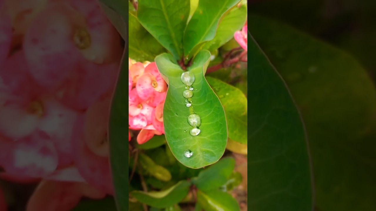 rain drops|Nature's Symphony:Raindrops on#viral Leaf#shorts#RaindropsOnLeaf#NatureSounds#CalmingRain