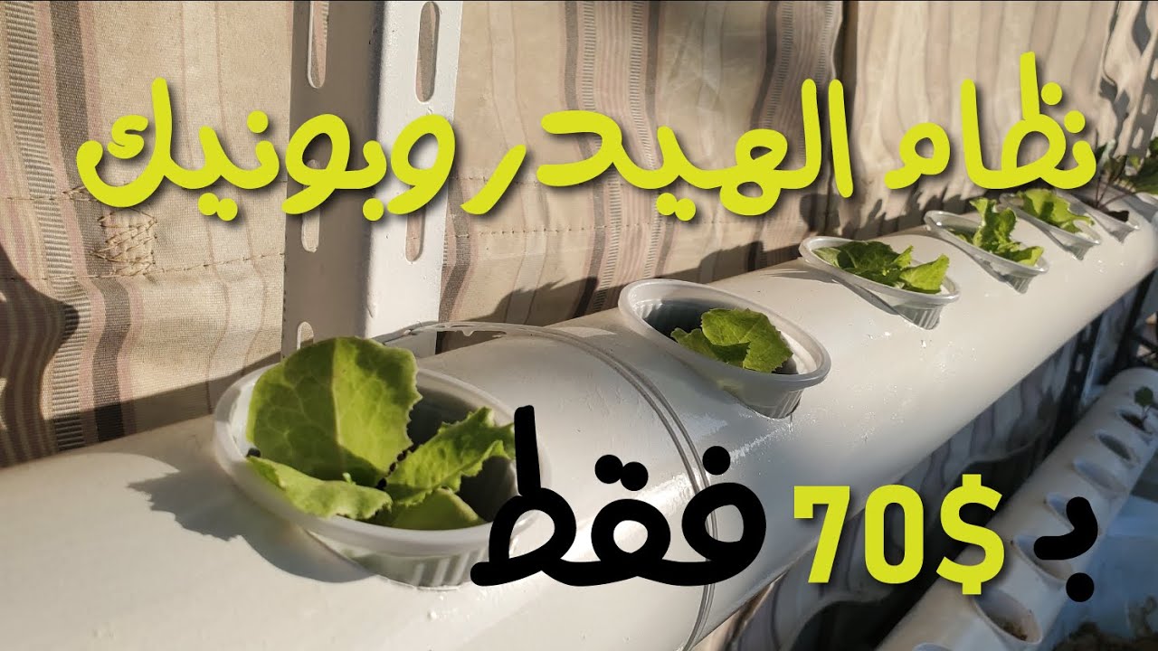 طريقة عمل الزراعة المائية في المنزل 