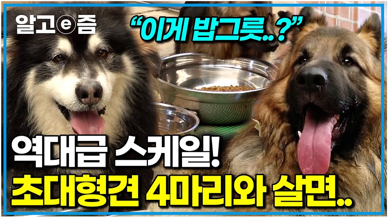 모든 게 Big 사이즈! 초대형견 4마리가 함께 살면 생기는 일｜셰퍼드, 말라뮤트｜세상에 나쁜 개는 없다｜알고e즘