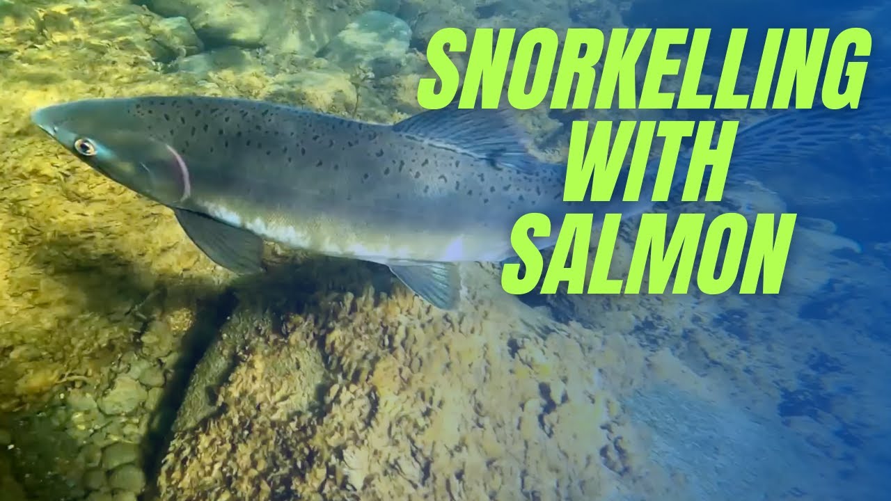 Shallow River Swimming with Spawning Salmon
