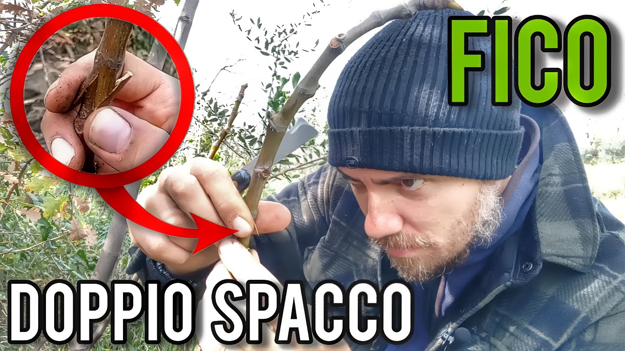 Innestare il fico: la tecnica del doppio spacco inglese!