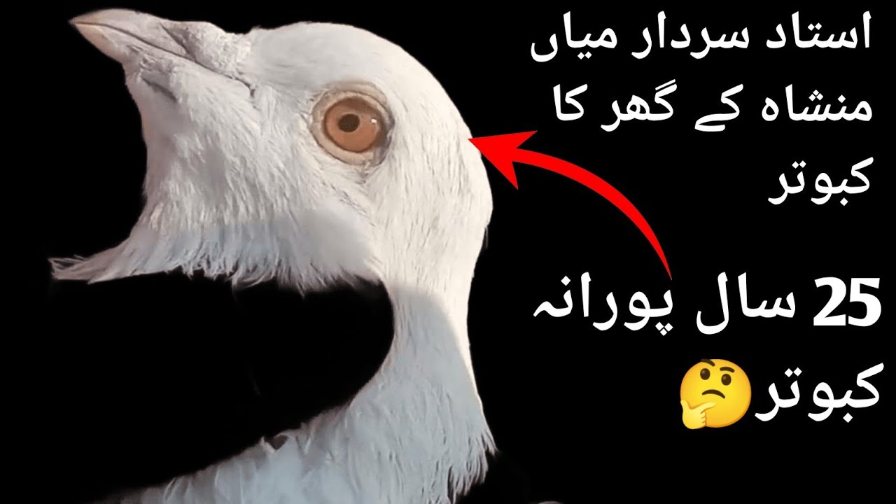 Sardar Ustad Mian Manshah Ke Breed Ka Shok Kare.