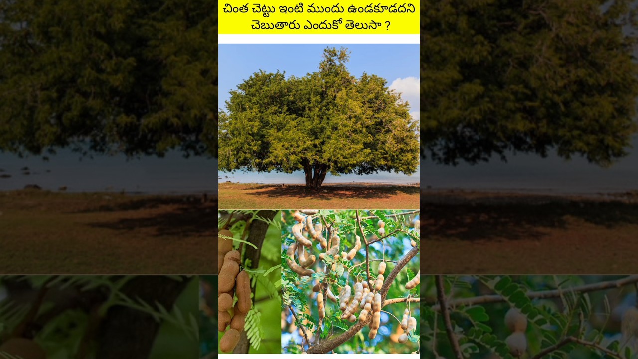 Do you know why they say that a chinta tree should not be placed in front of the house? | Rn facts