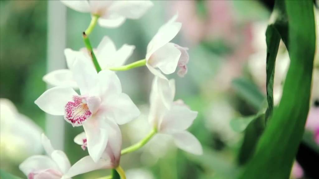 Imagefilm 