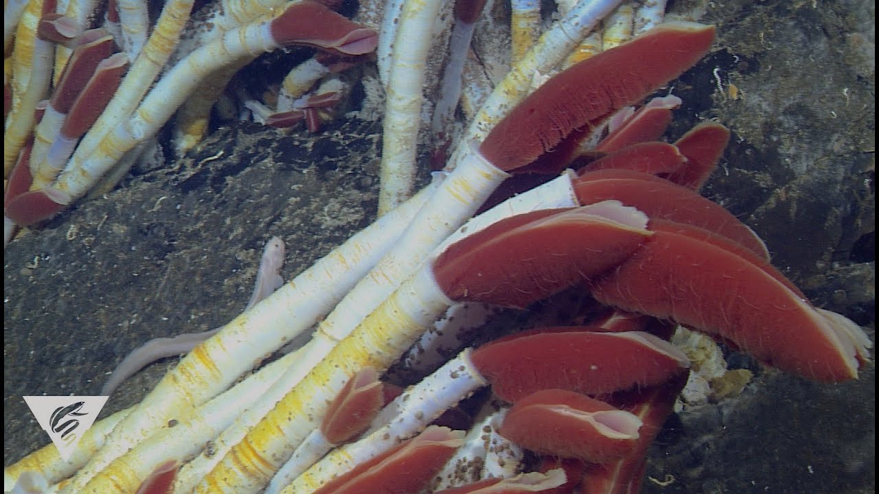 Extreme worms: Specialized seafloor polychaetes