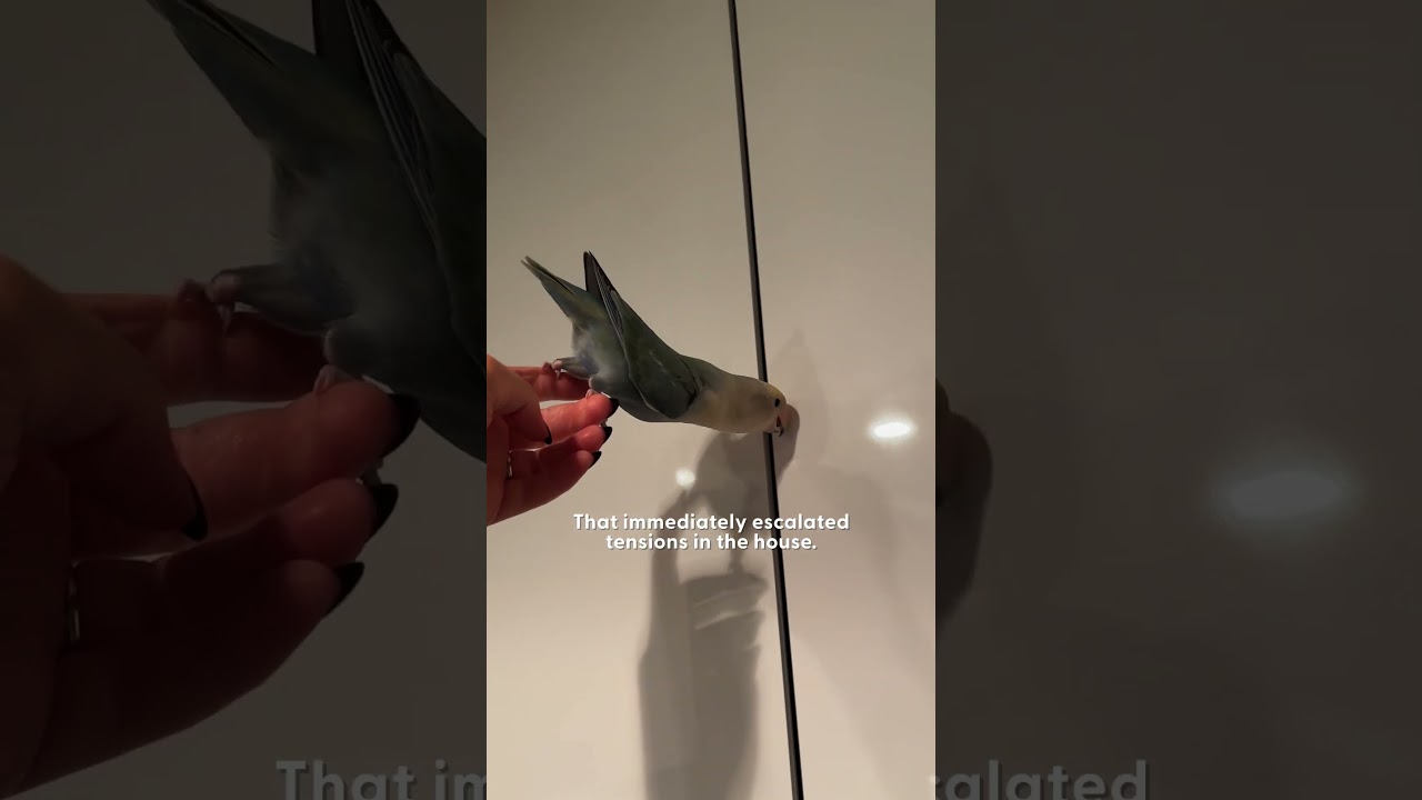 Destructive Lovebird Gets Her Own Dollhouse | The Dodo