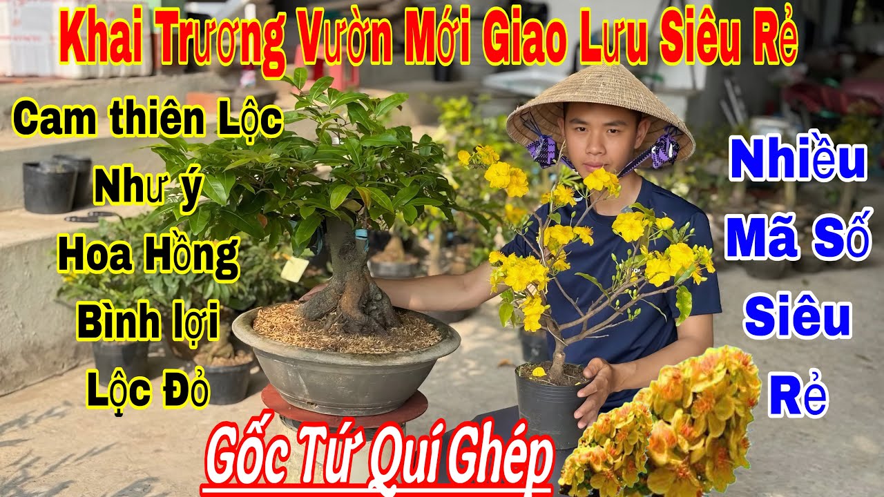 8/3 Vườn Mới khai trương đầu năm giao lưu nhiều giống m&aacute;i mới gi&aacute; rẻ 💥🌲nhiều m&atilde; số 🌲🌲 ☎️ 0363048420