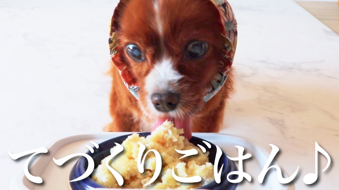 動物病院で教えてもらった療法食レシピの手作りご飯が効果抜群でした🐶