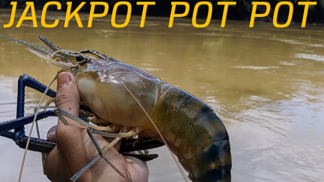 JACKPOT UDANG BABON!! Mancing dasaran disungai sekayam Bonti🔥