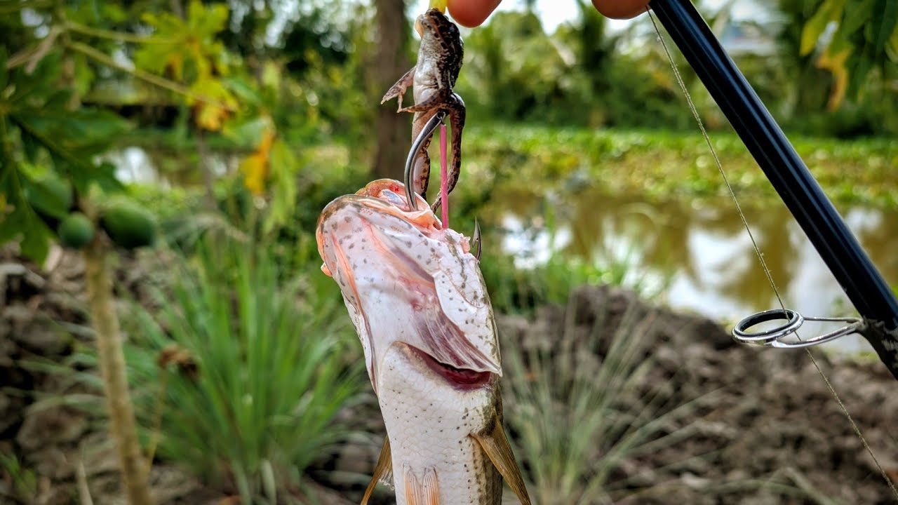 Câu lure cá lóc. Kênh nhiều cá, một buổi giật cá đã tay.