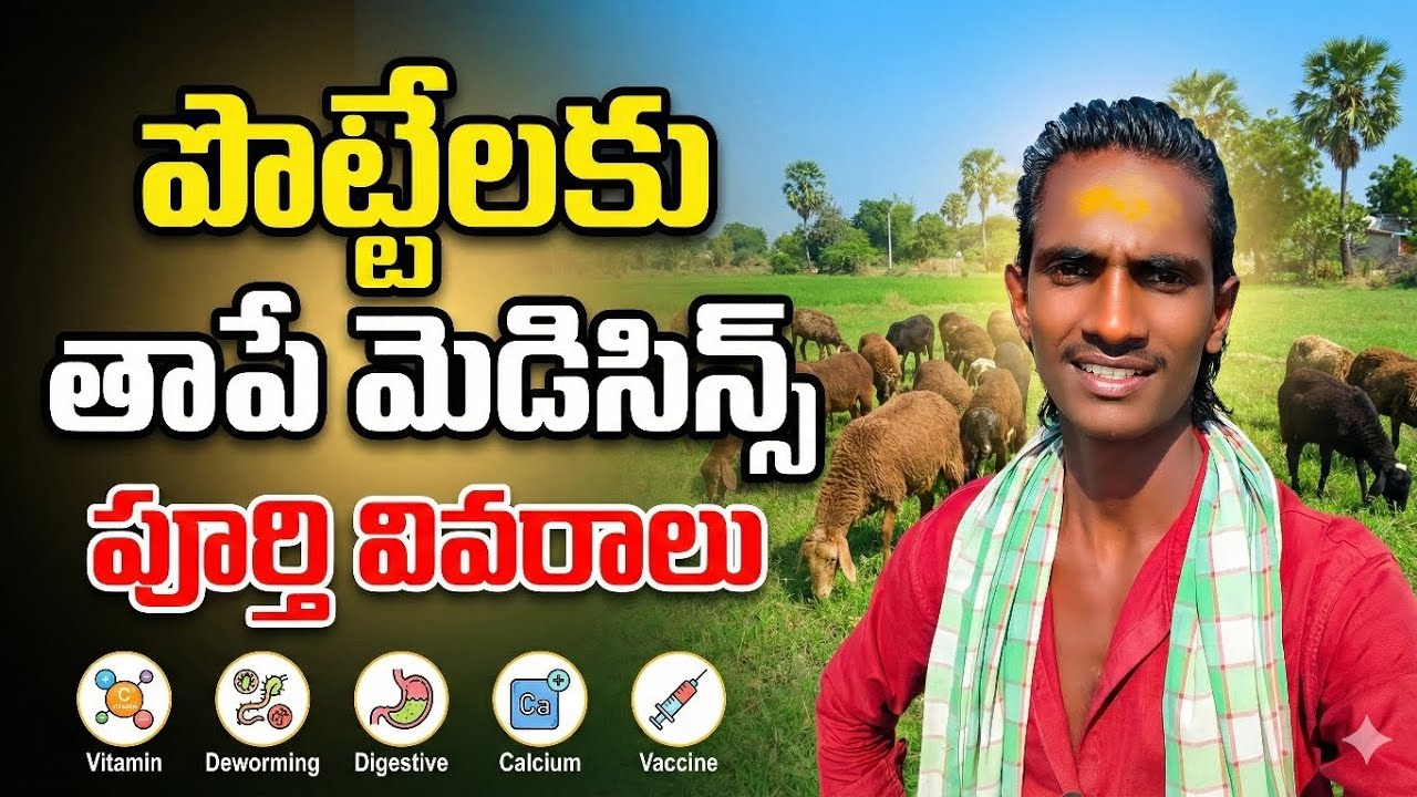 Newborn Lamb Care Telugu | 0–30 Days Complete Treatment || 