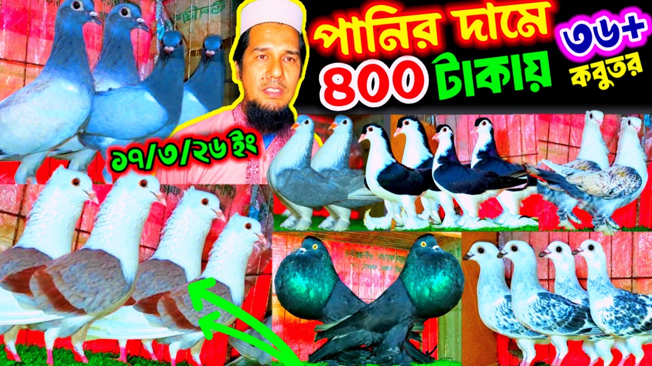 দিলাম আজ একদম পানির দামে কবুতর || মাত্র ৪০০ টাকায় রানিং কবুতর কিনুন || নতুন আসলো ৩৬+ ফেন্সি কবুতর |