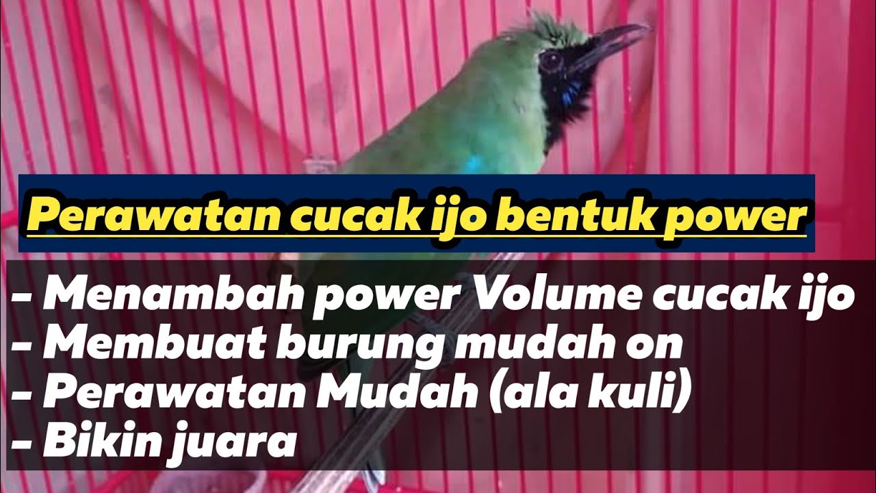 [Tips & cara] Perawatan harian Pembentukan Power Dan Volume Cucak ijo Agar tembus