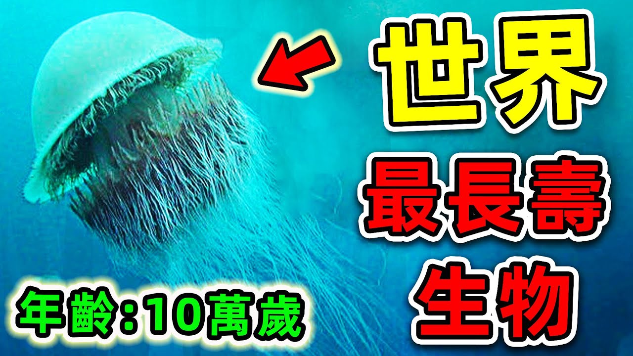 全世界最長壽的10種生物！烏龜只能排第7，第一名年齡超過10萬歲，99%人不知道的長壽秘訣。|#世界之最top #世界之最 #出類拔萃 #腦洞大開 #top10 #最長壽生物 #最長壽動物