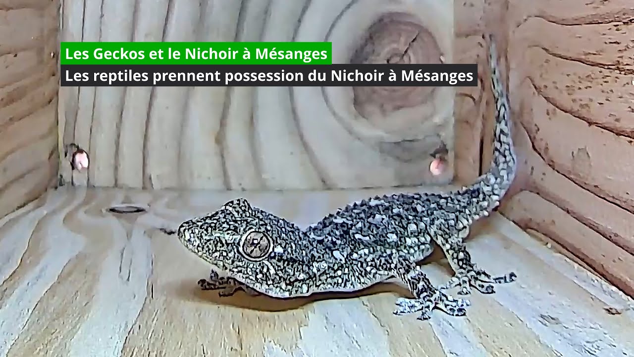 Les Geckos se battent pour le Nichoir à Mésanges (4K)